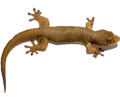 partner